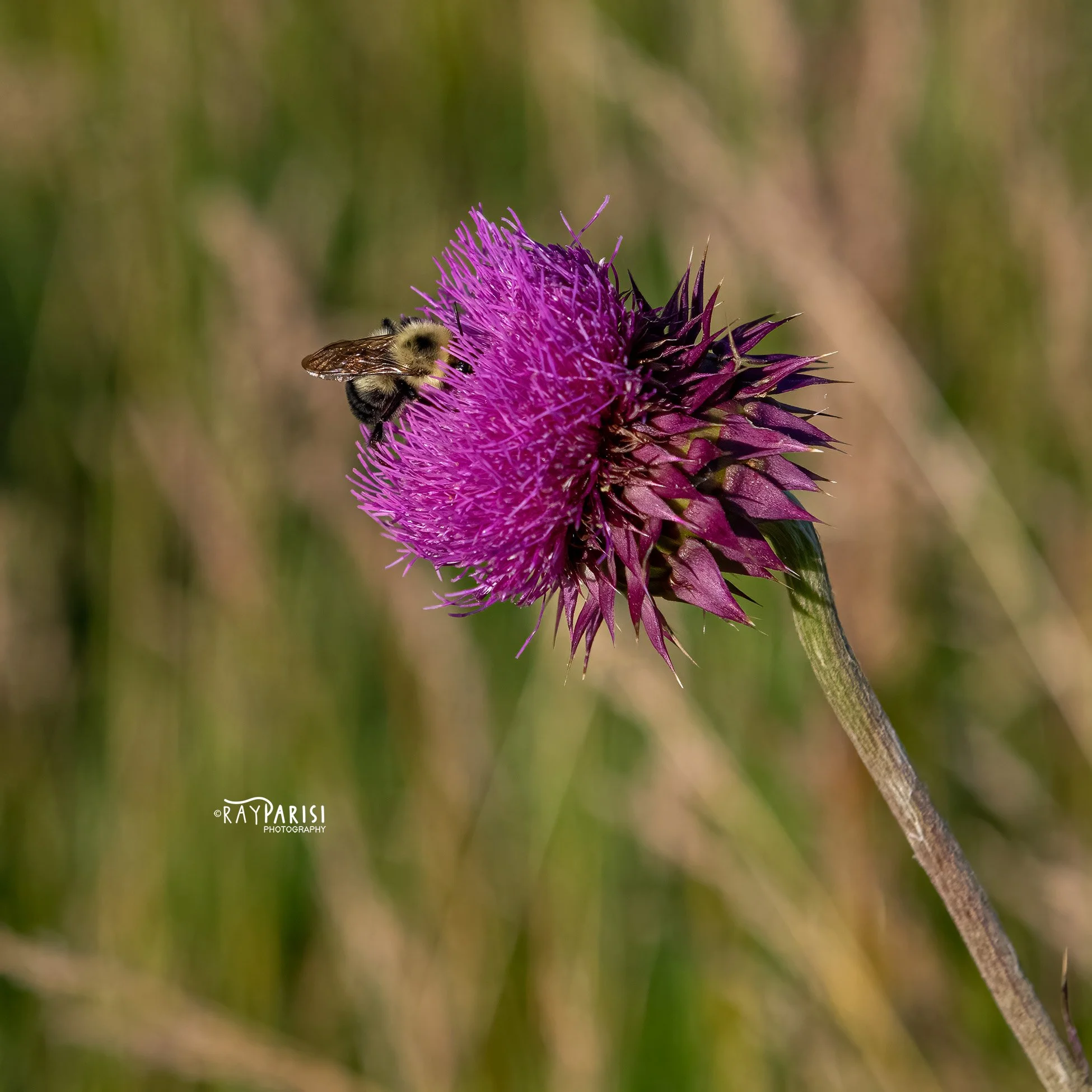 Bee in thistle 01 6-20-22 SQ W.jpg