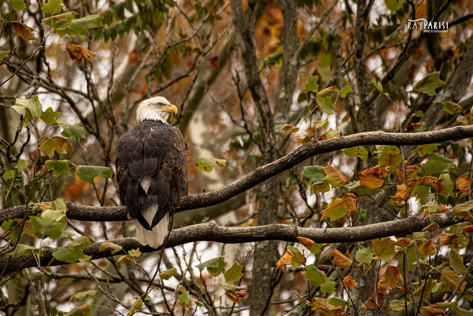 Eagle Perched 11-10-19 W.jpg