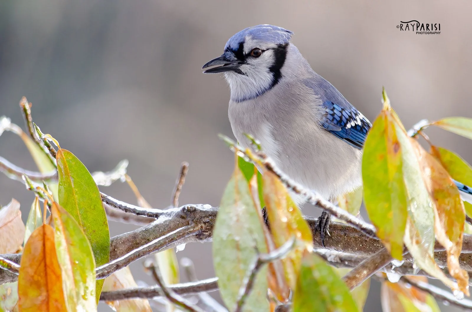 Blue Jay 01 12-15-13 W.jpg