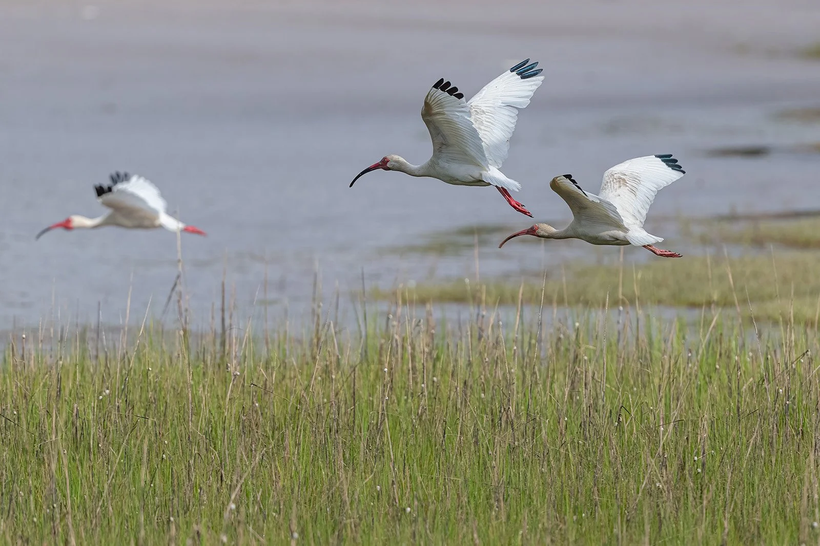White ibis in flight 06a 6-7-22 W.jpg
