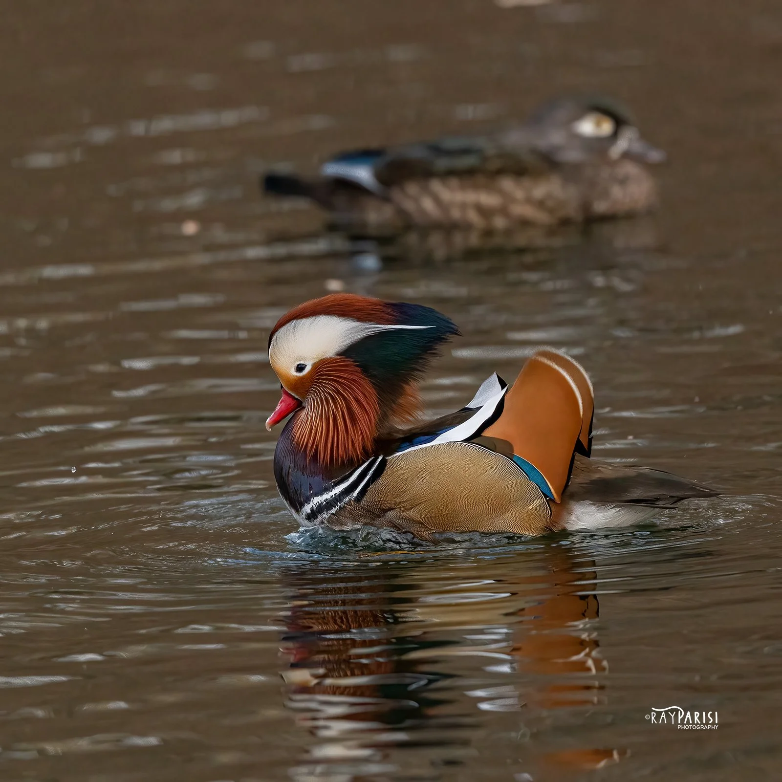 Drake and hen 01 12-19-21 SQ W.jpg