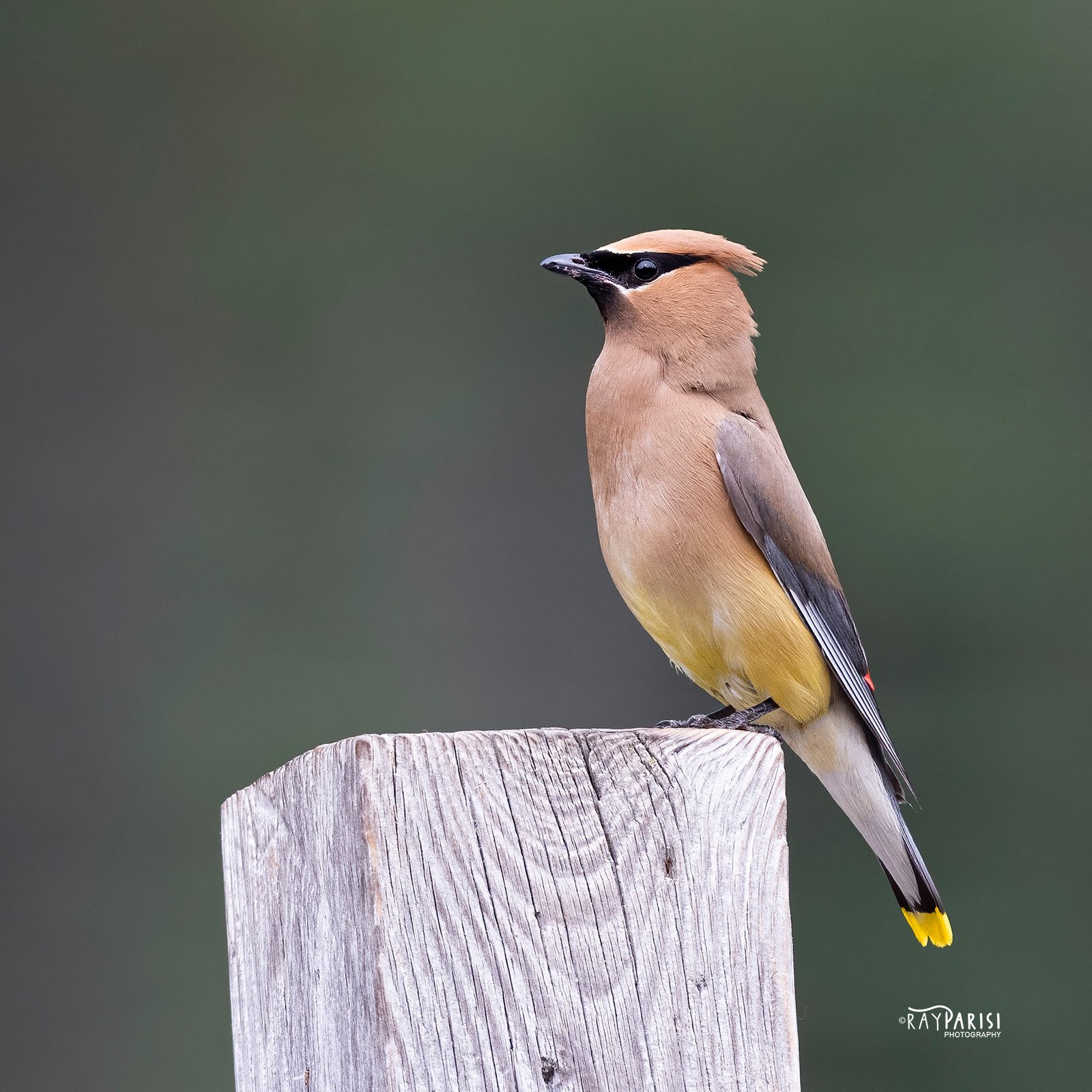 C Waxwing 05b 8-19-21 SQ W.jpg