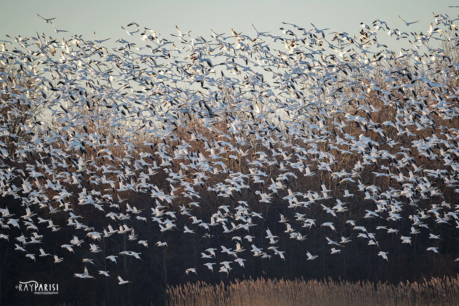 Snow Geese in flight 02 2-21-22 W.jpg