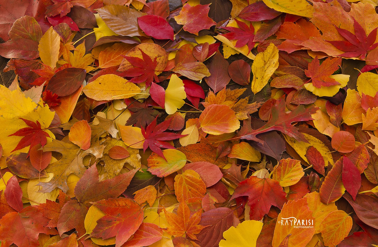 Fall Kaleidoscope.jpg