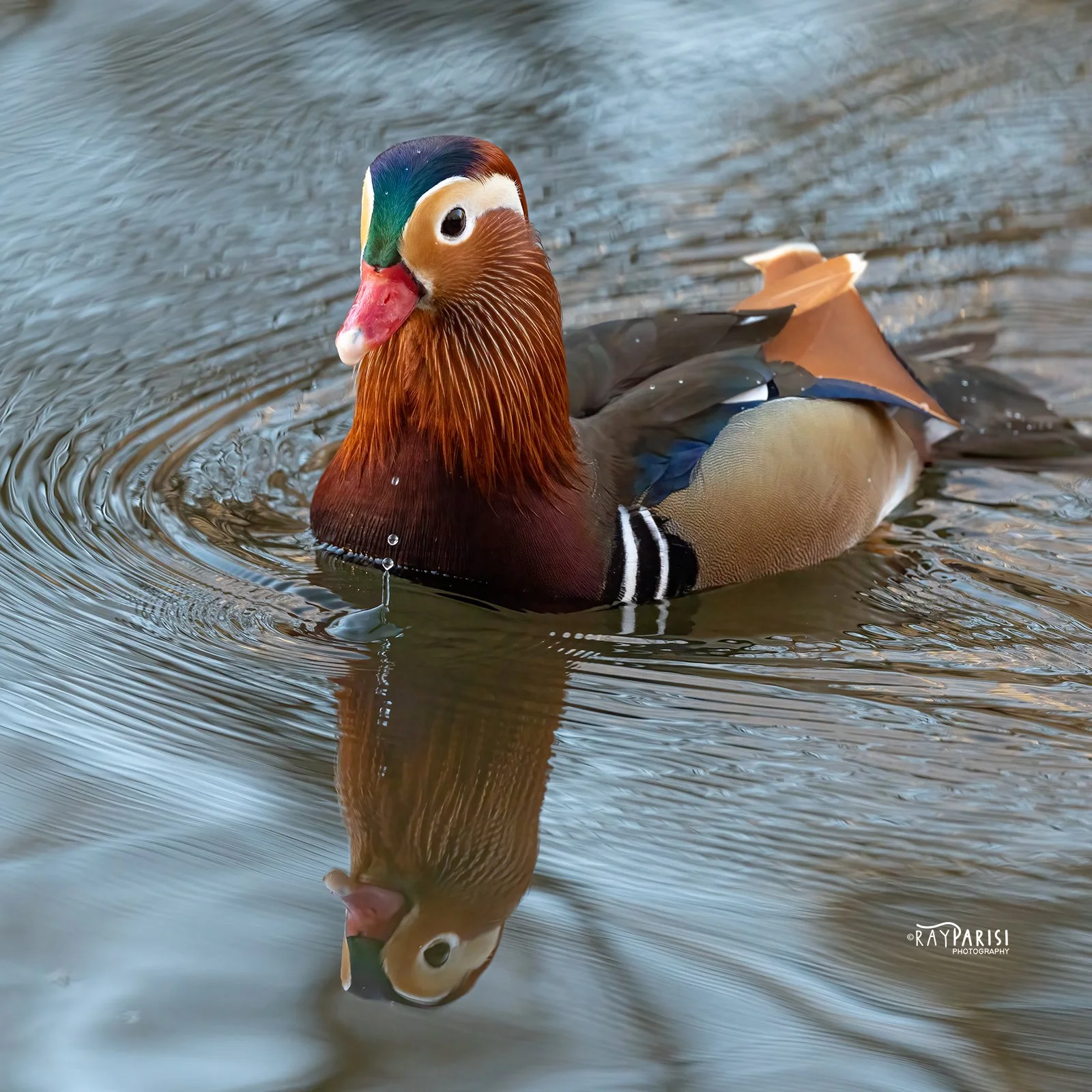 Mandarin Closeup  03a 12-13-21 SQ W.jpg