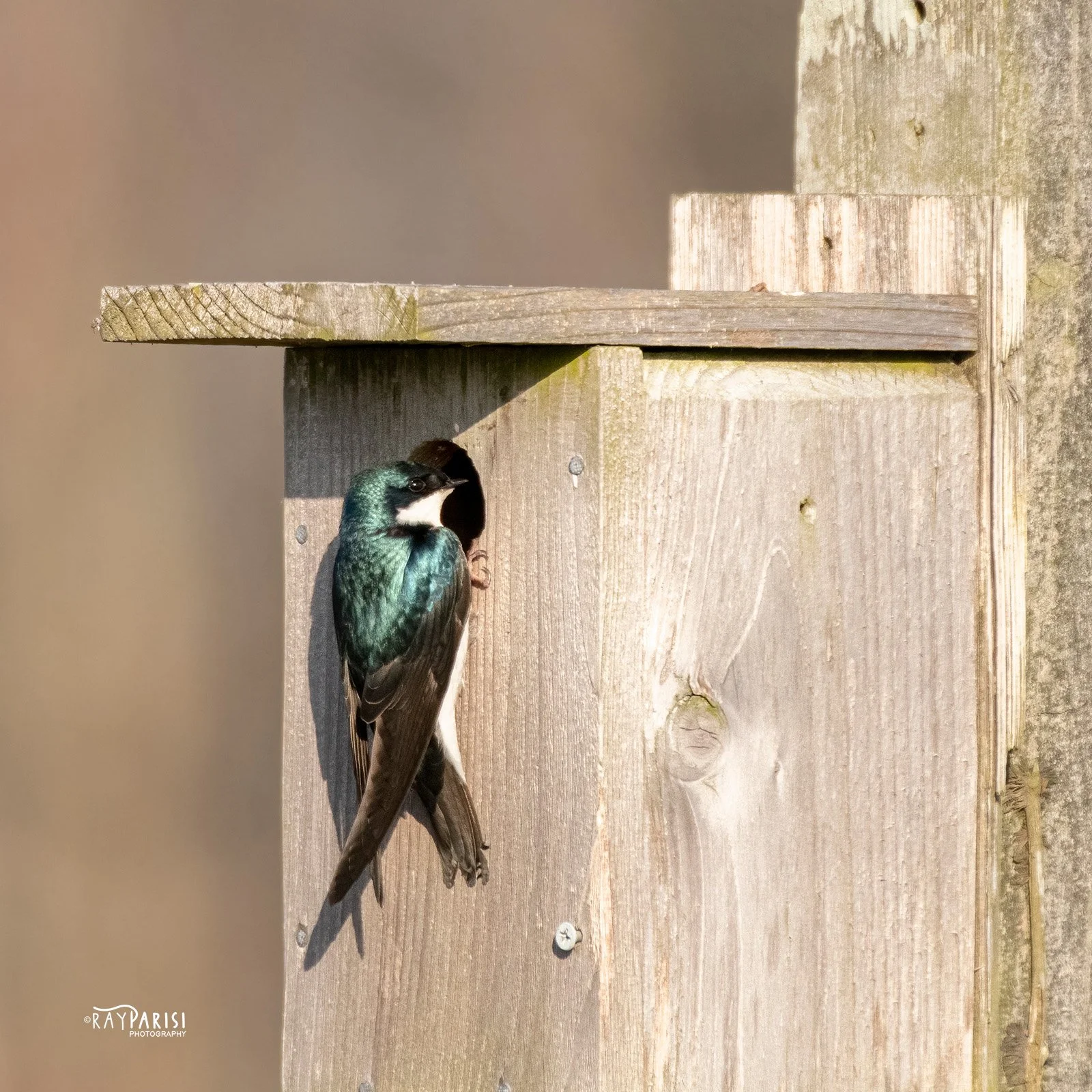 Barn Swallow 03 3-19-20 W.jpg