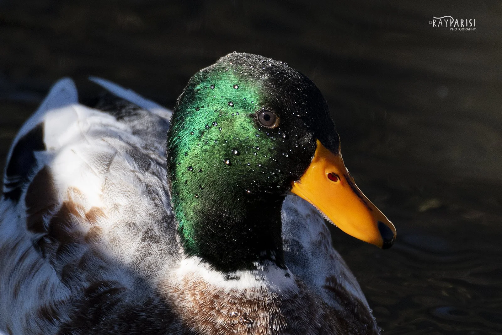 Mallard 04 sm 1-10-21.jpg