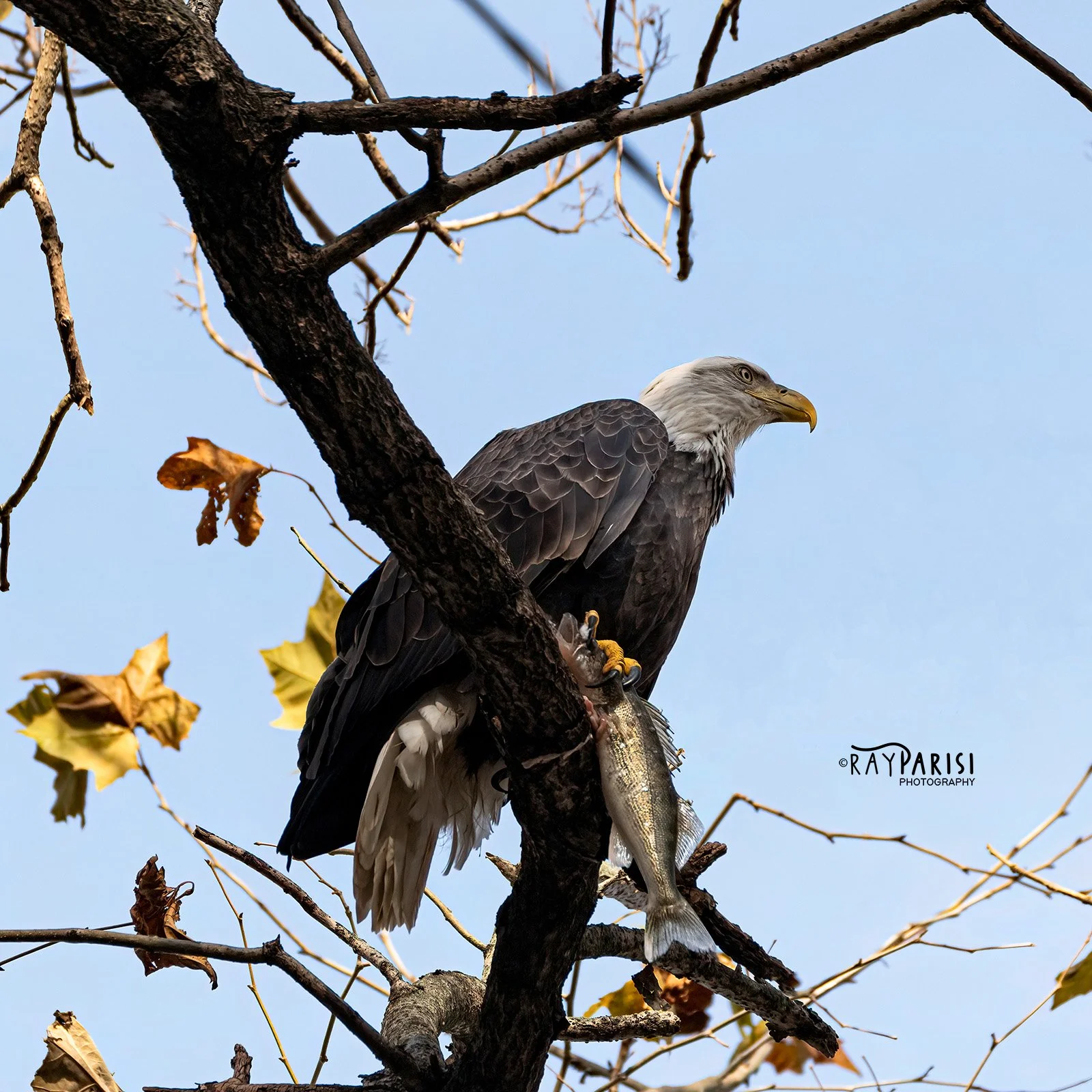 Eating in trees 02 11-10-19 SQ W.jpg