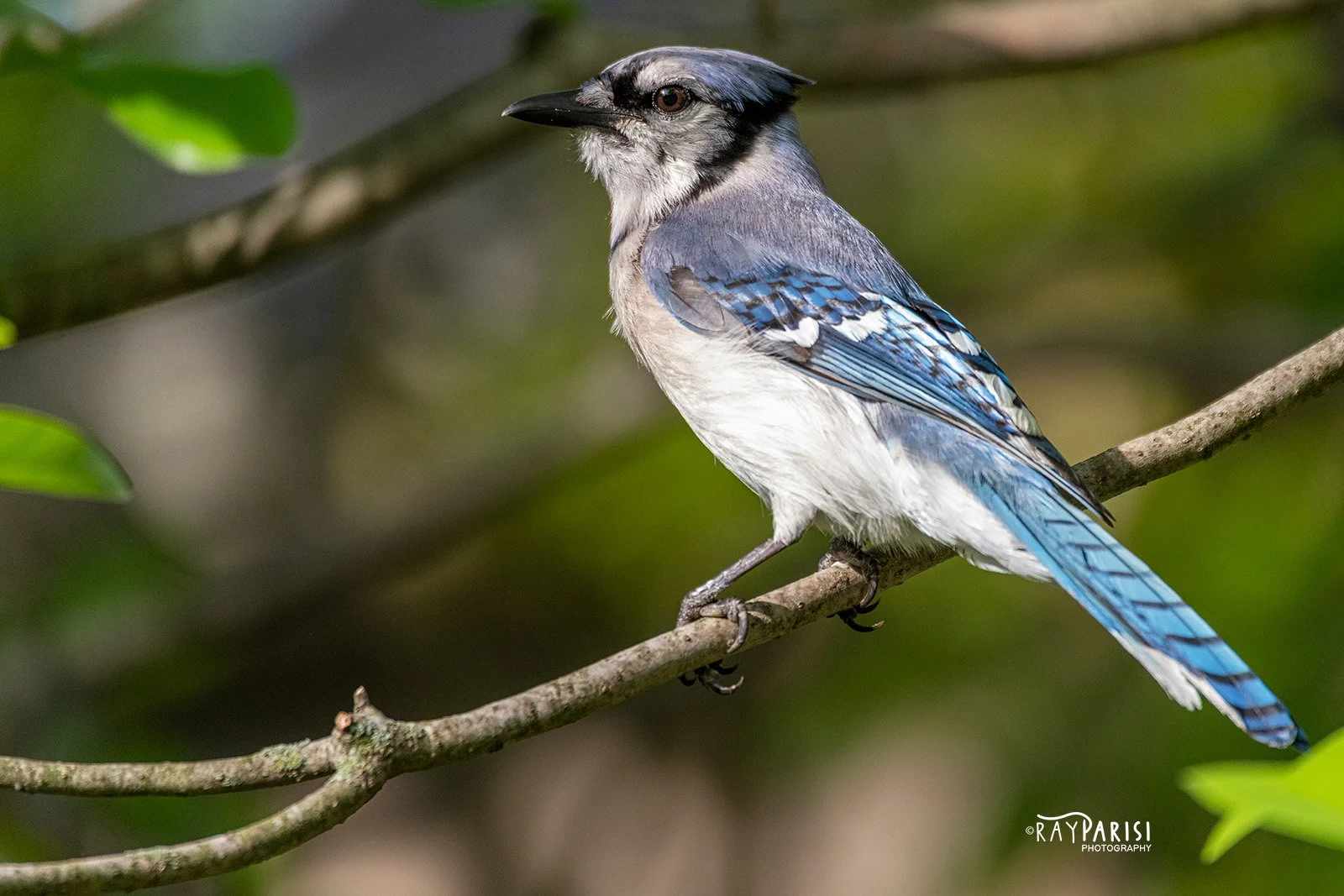 Blue Jay 01 6-3-20 W.jpg