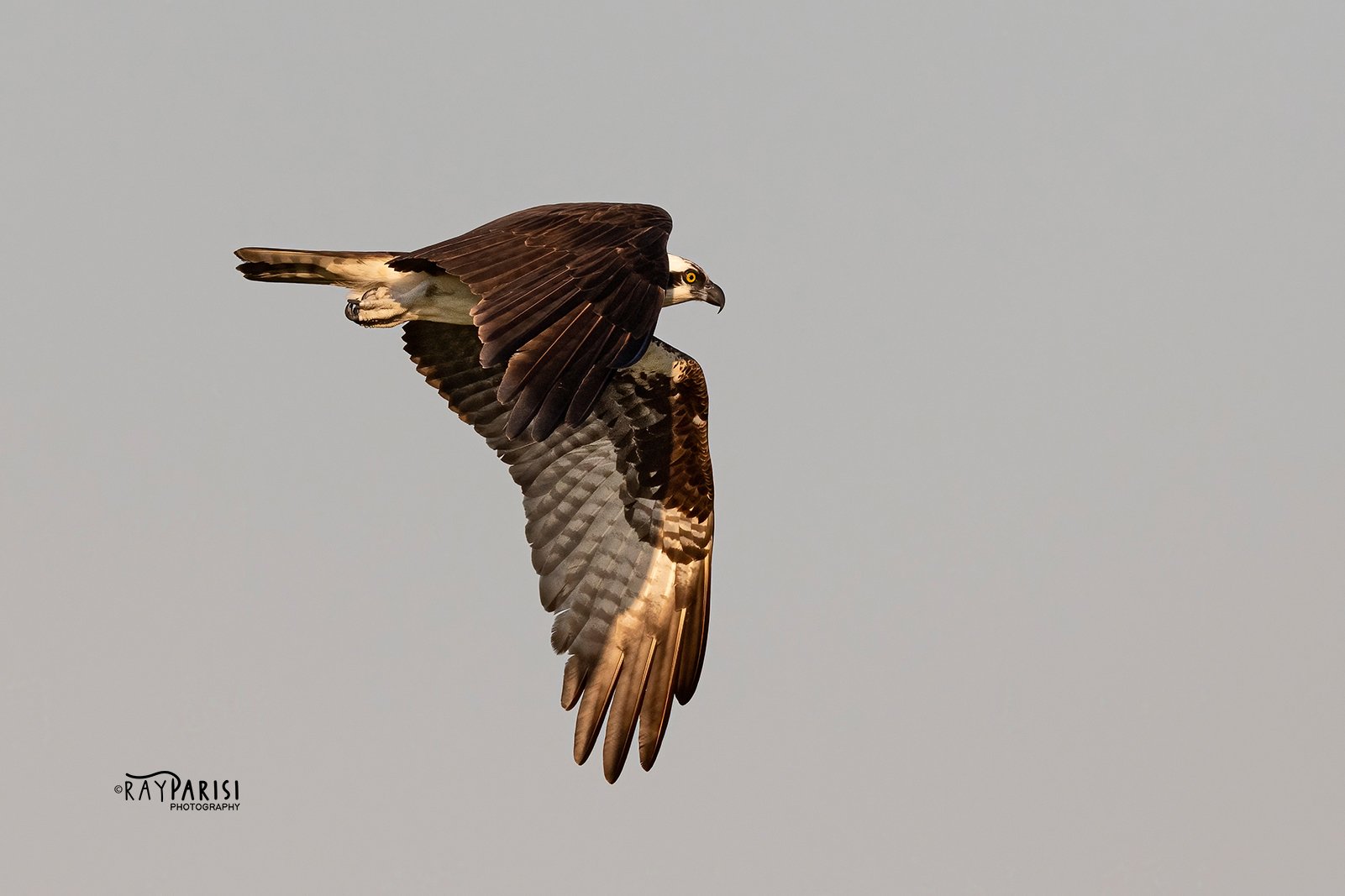 Gliding over Bay 06 8-5-21 W.jpg