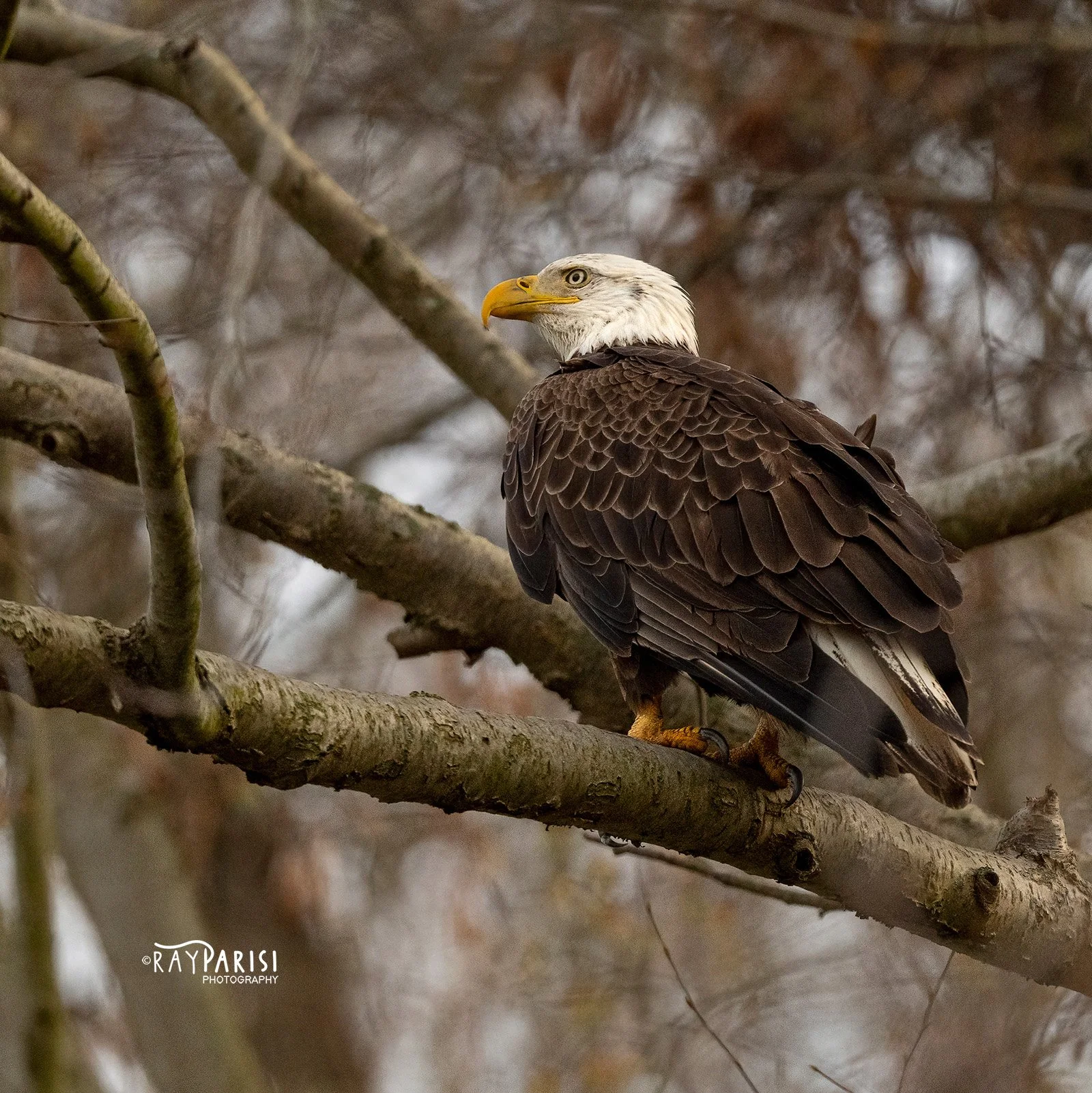 Eagle Perched 01b 4-10-21 SQ W.jpg