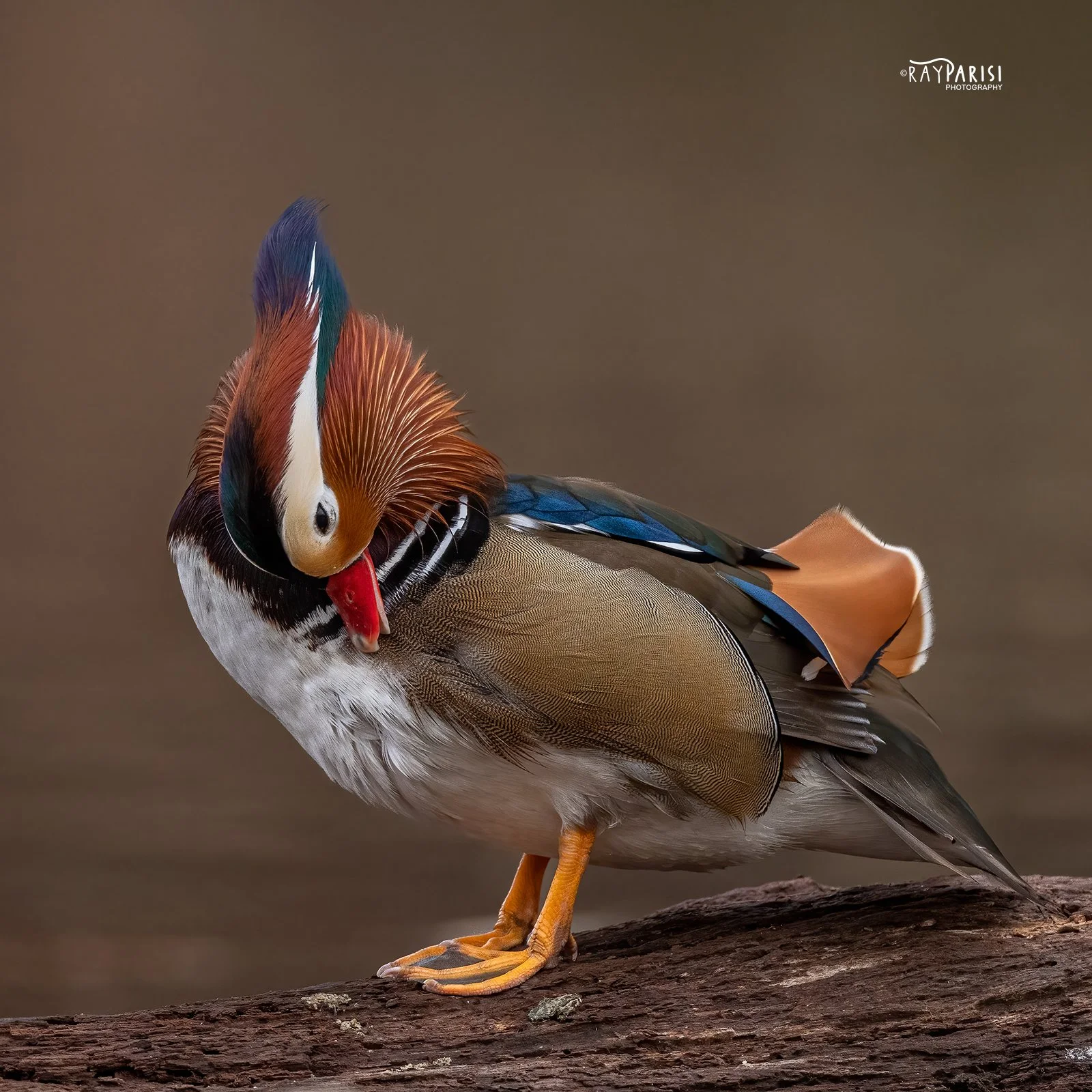 Grooming 05 12-19-21 SQ W.jpg