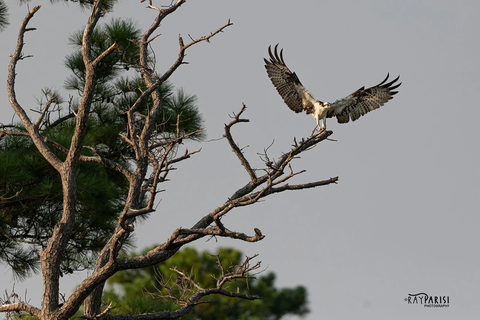 Landing in tree 03 8-2-21 W.jpg
