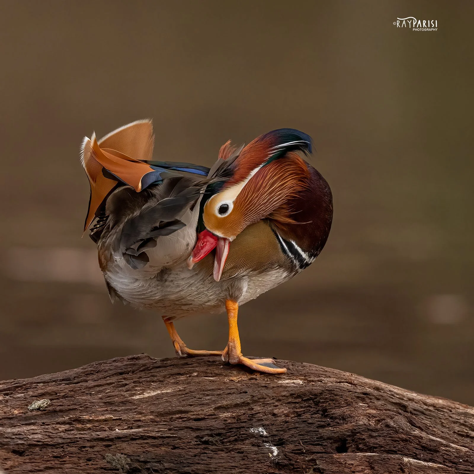 Mandarin on log right 10 12-19-21 SQ W.jpg