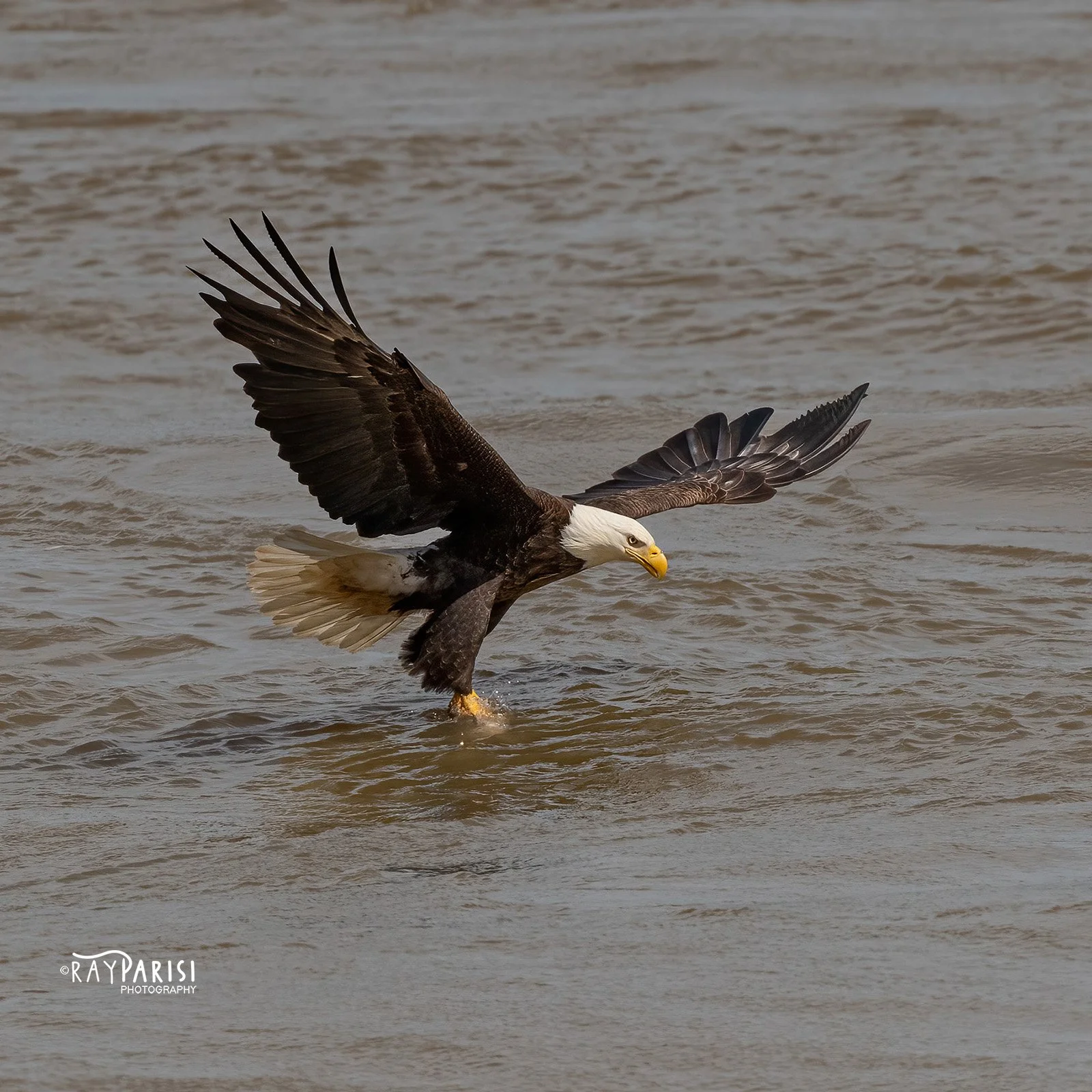 Eagle fishing 11 4-11-22 SQ W.jpg
