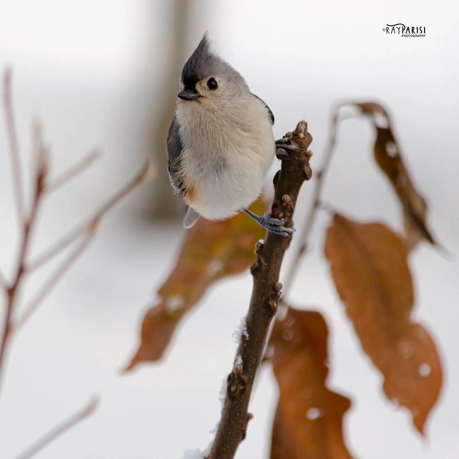 Titmouse 02 12-10-13 W.jpg