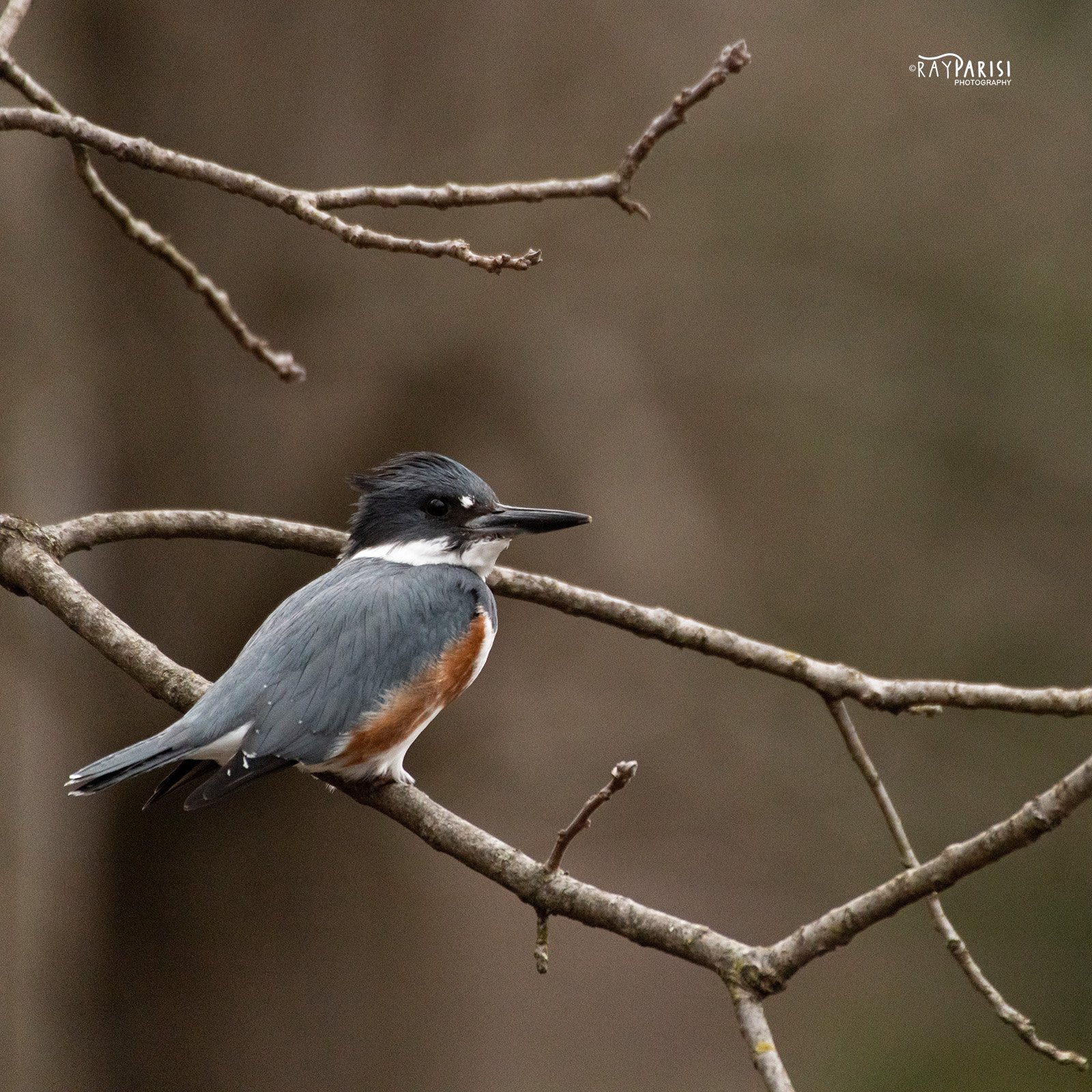 B Kingfisher 03 SQ W.jpg