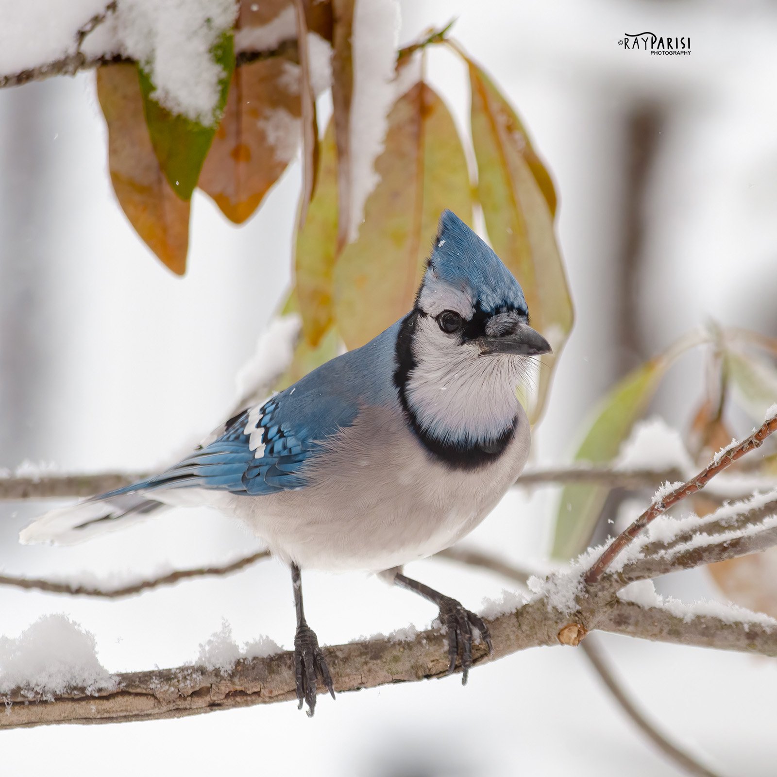 Blue Jay 01 12-10-13 W.jpg