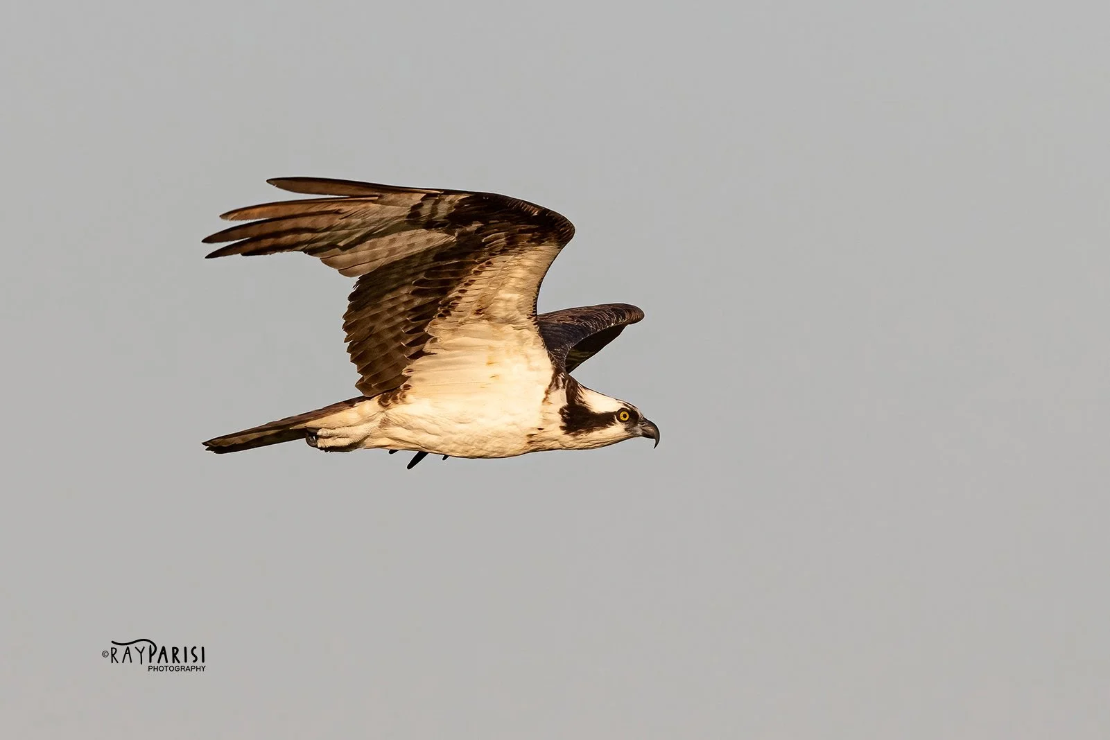 Gliding over Bay 05 8-5-21 W.jpg