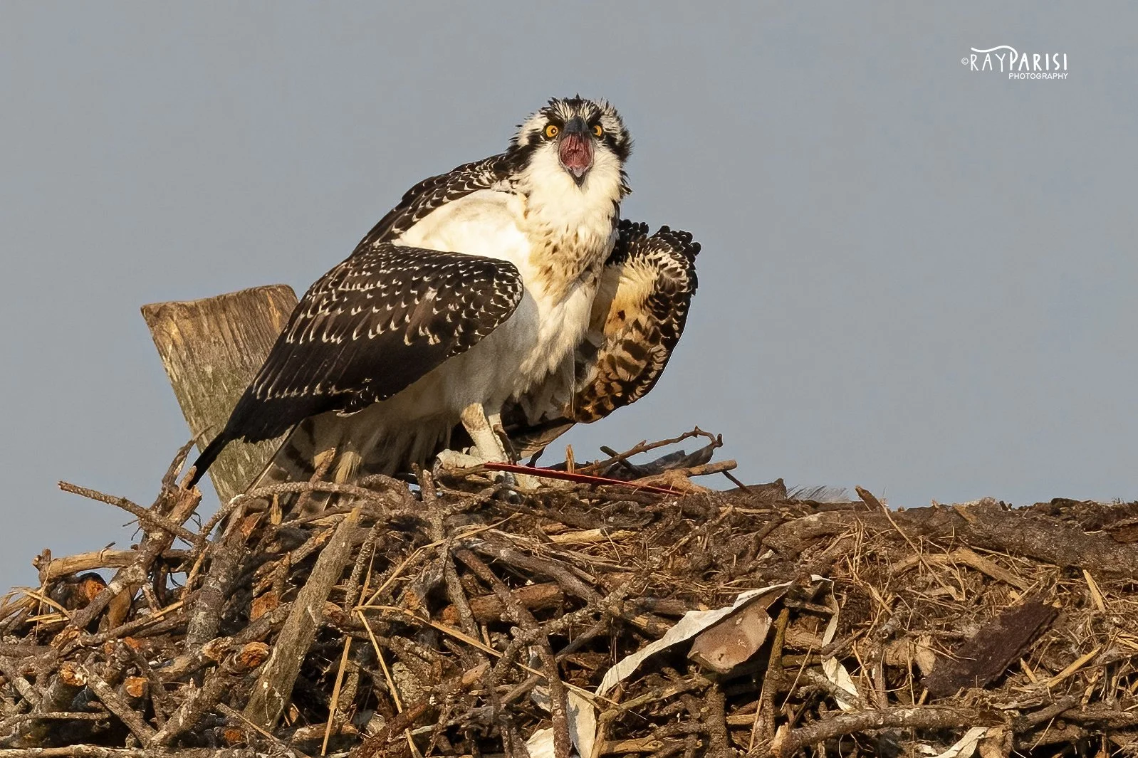 Two Fledglings in nest 02d 8-02-21 WL.jpg