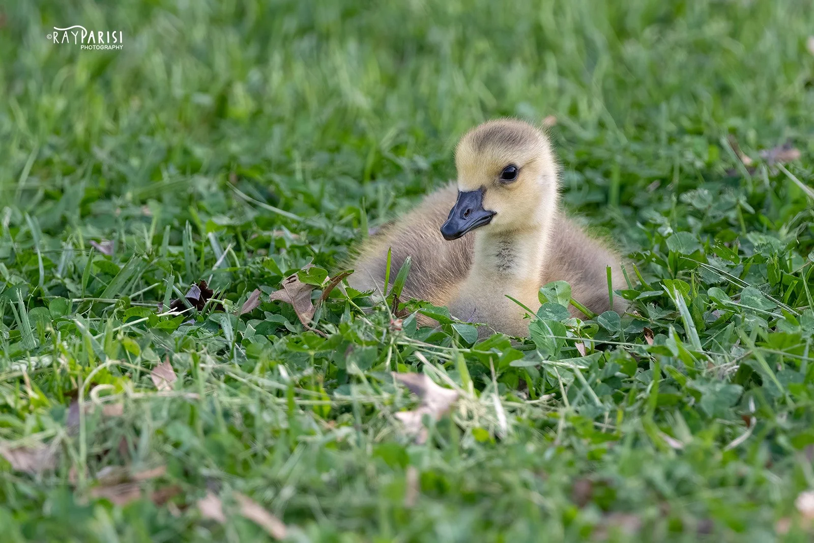 Gosling 04 5-2-22 W.jpg