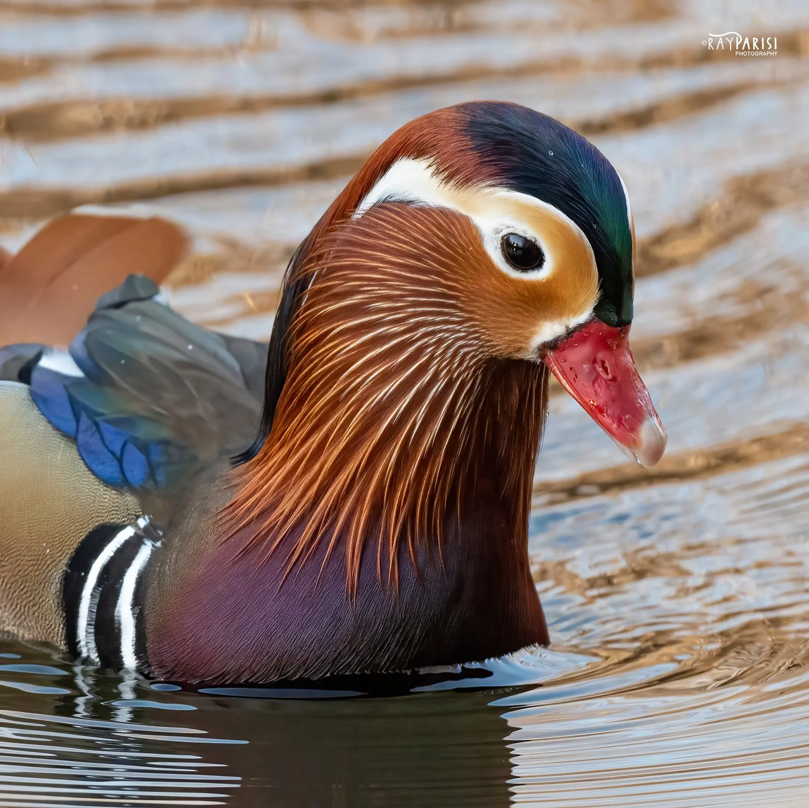 Mandarin Closeup  07 12-13-21 SQ W.jpg