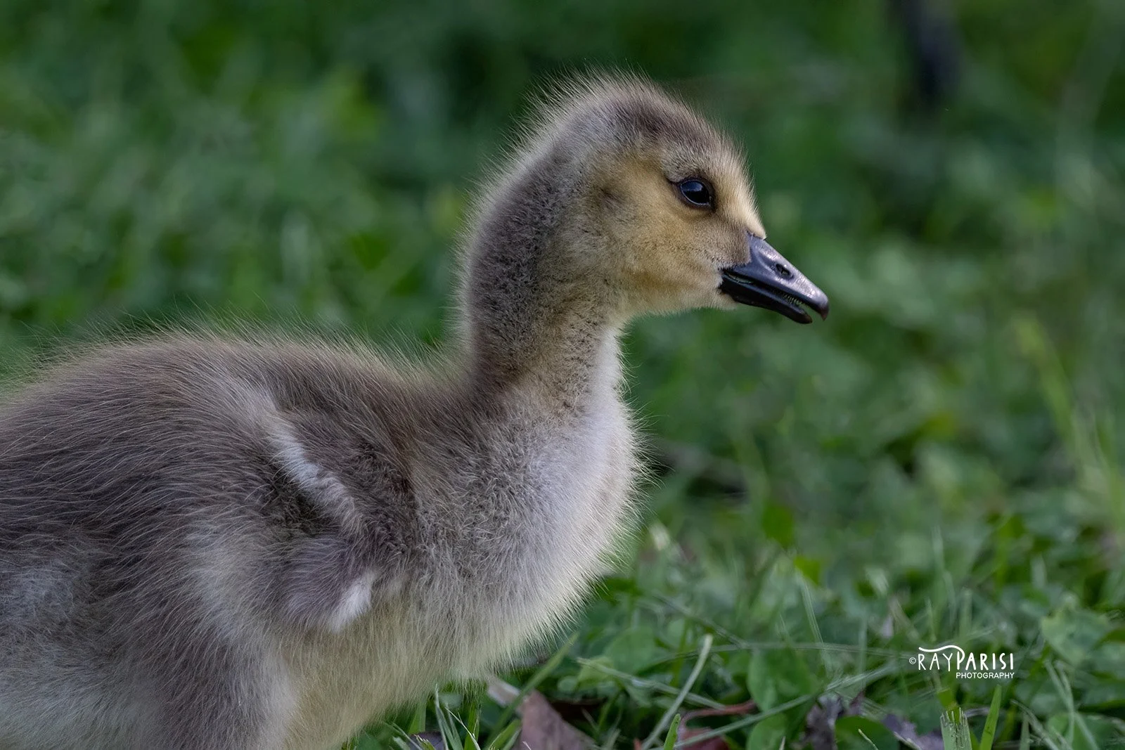 Gosling 01c 5-2-22 W.jpg