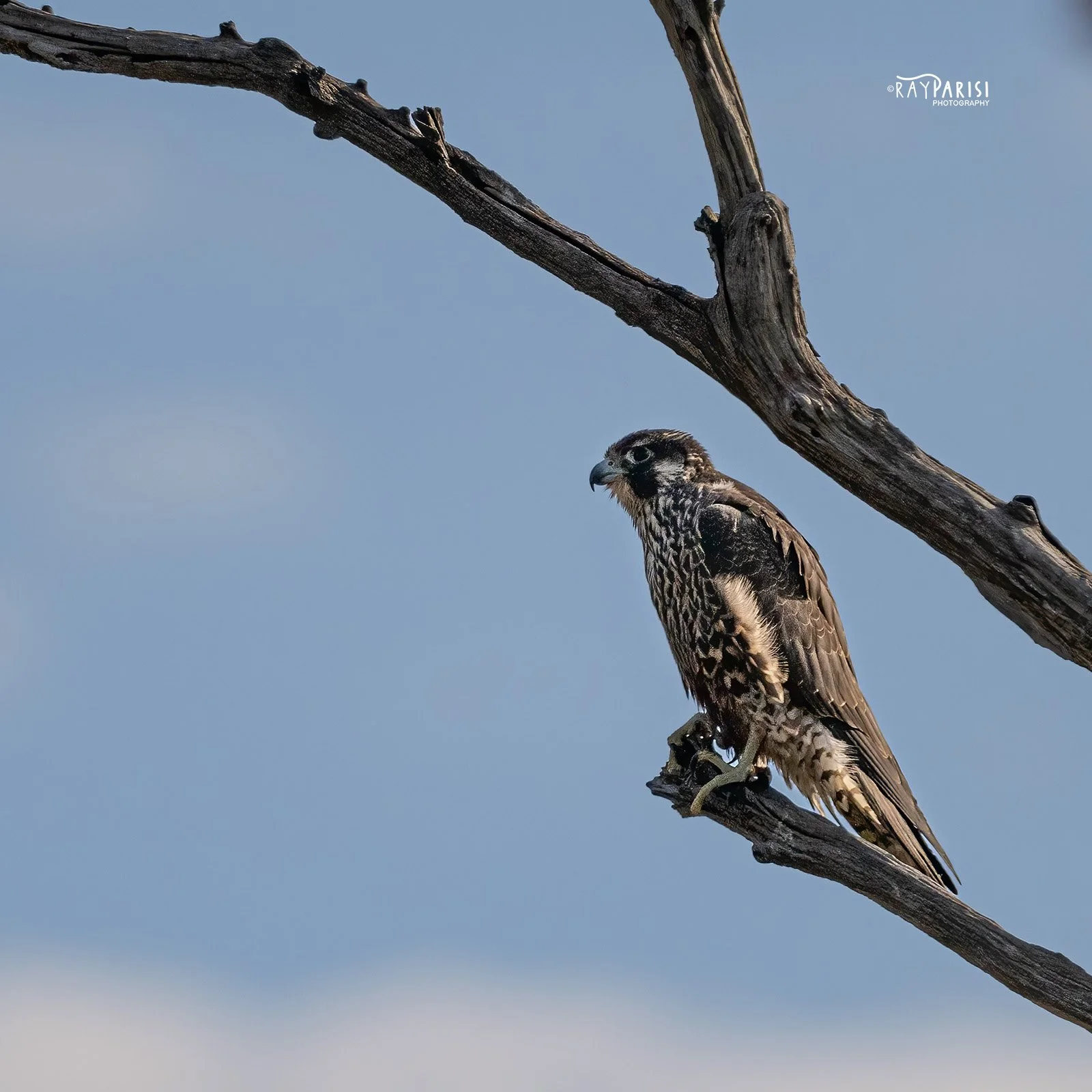 Falcon 01b 10-14-22 SQ W.jpg
