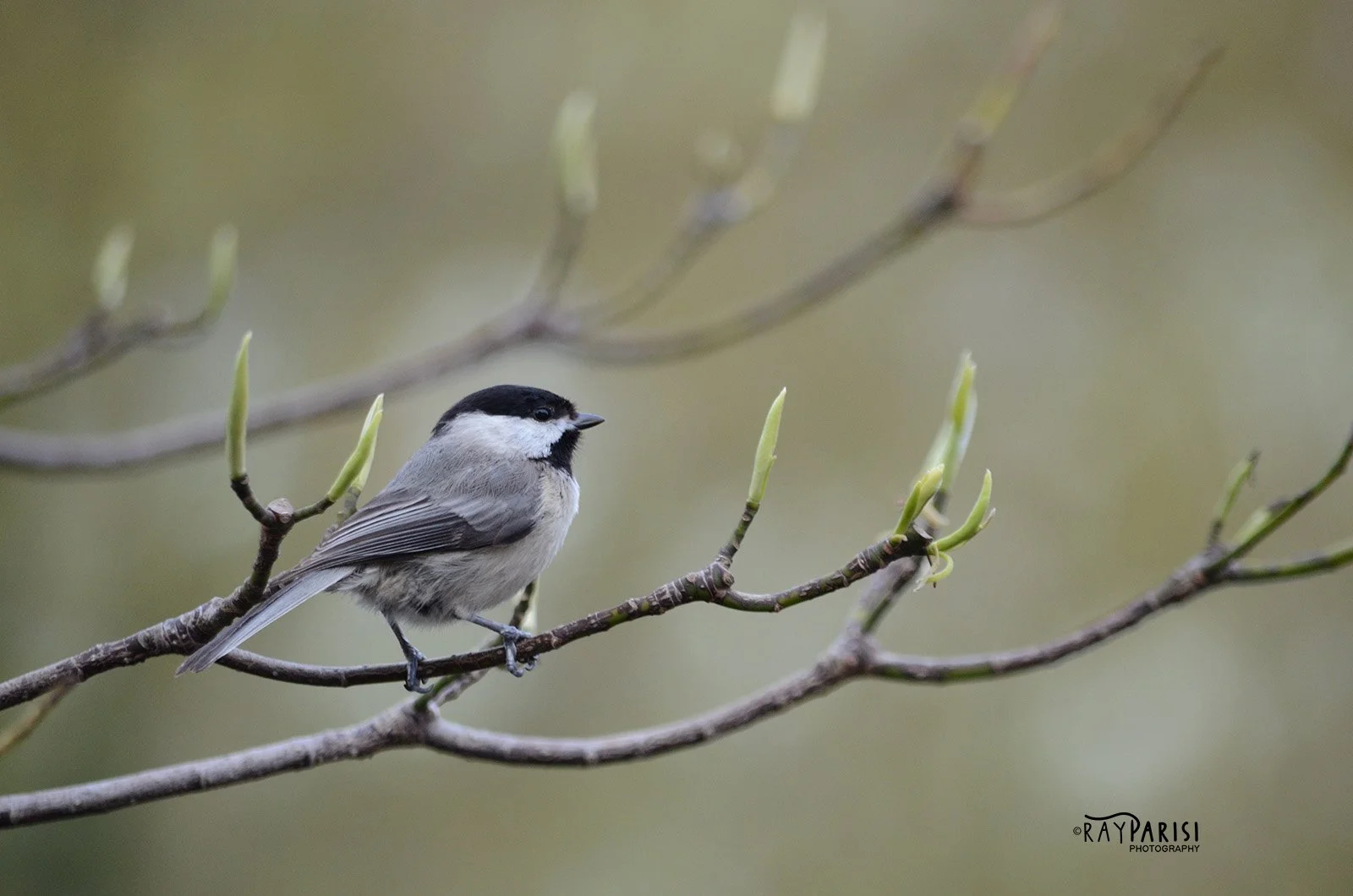 Chickadee 4-25-13 W.jpg