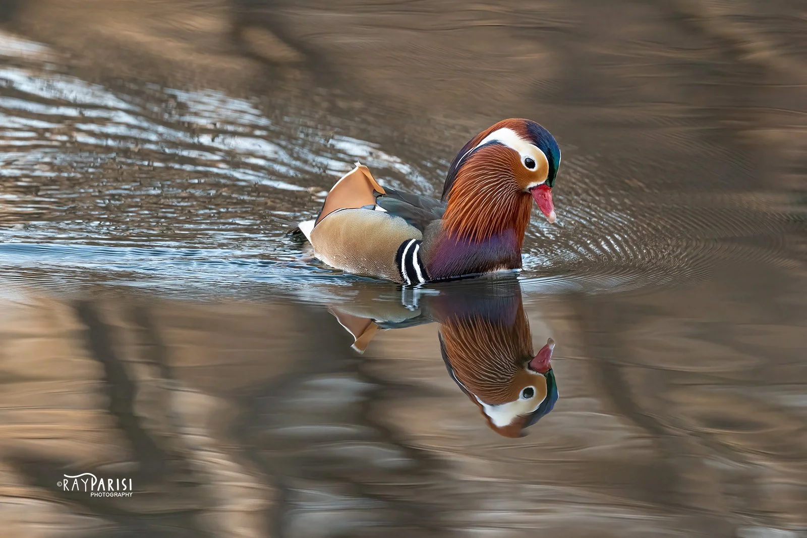 Mandarin Profile Right 02 12-13-21 W.jpg