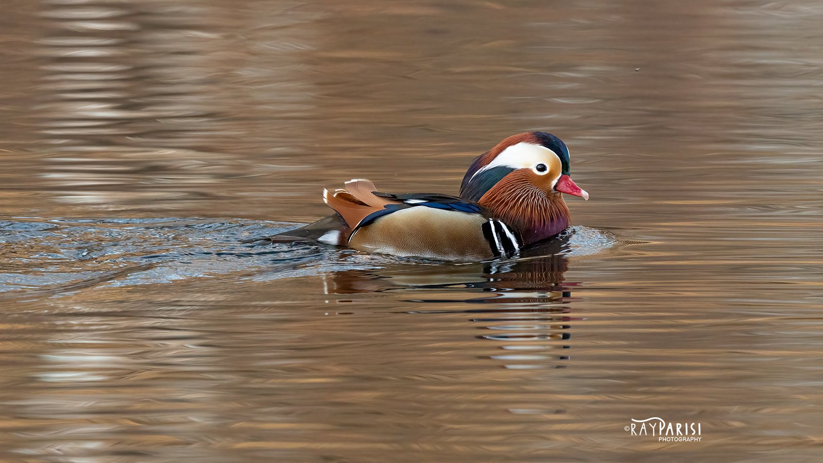 Mandarin Profile Right 09 12-13-21 W.jpg
