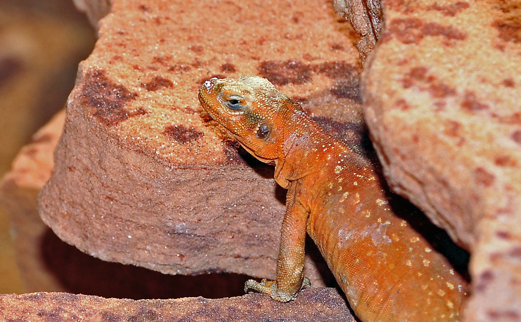 Desert lizard 03 6-10.jpg