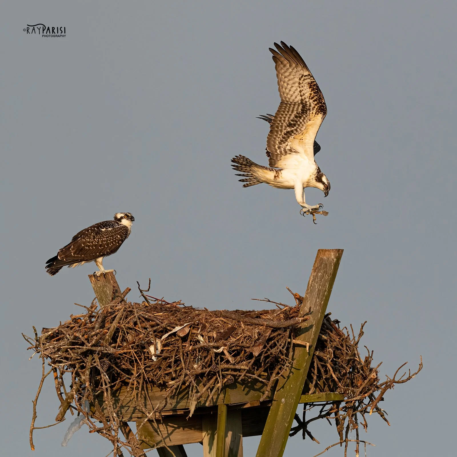 Landing on post 02 8-2-21 SQ W.jpg