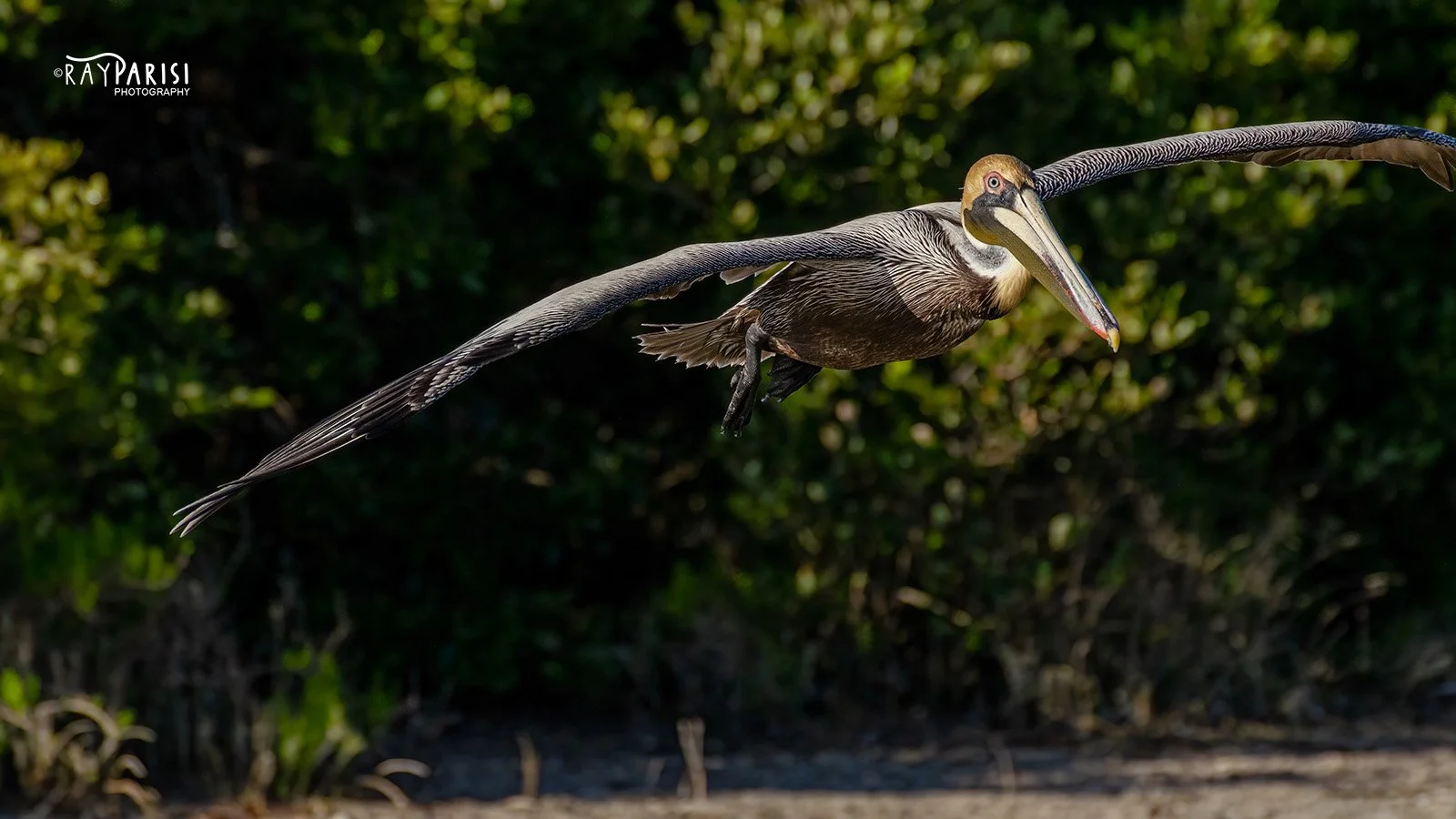 Pelican W.jpg
