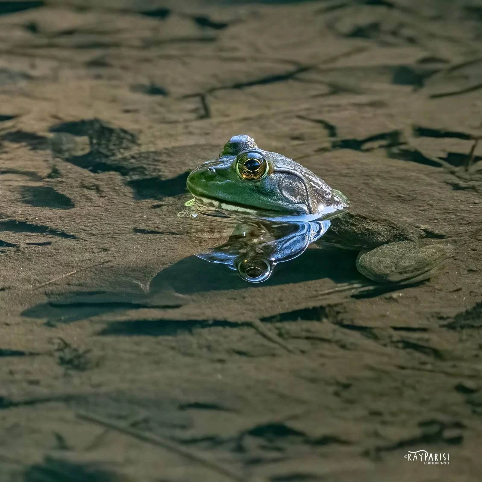 Frog 01 7-11-22 SQ W.jpg