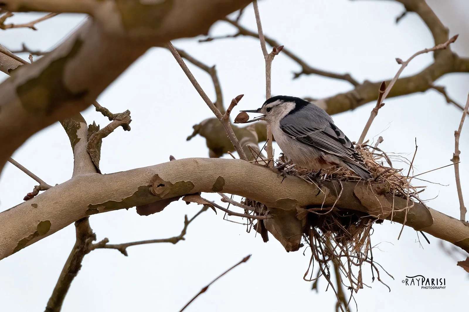 White-breasted Nuthatch 01 3-15-22 W.jpg