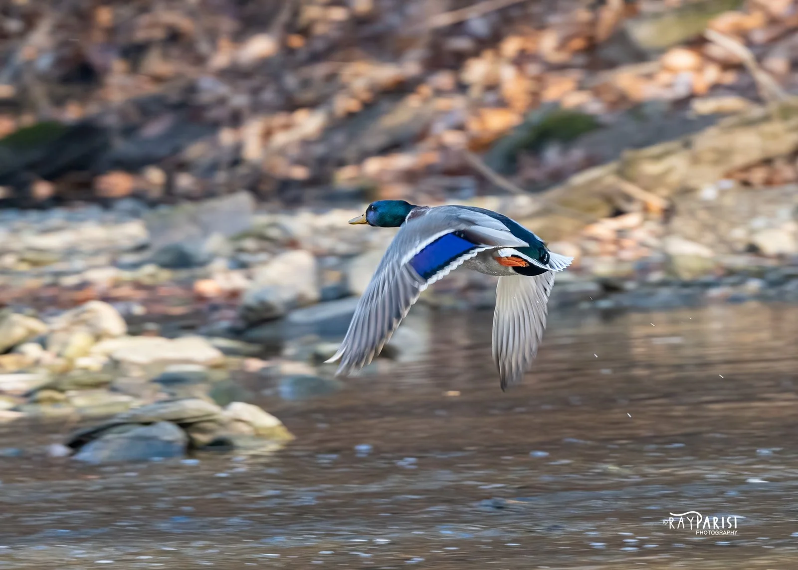 Mallard Drake 06 12-12-21 W.jpg