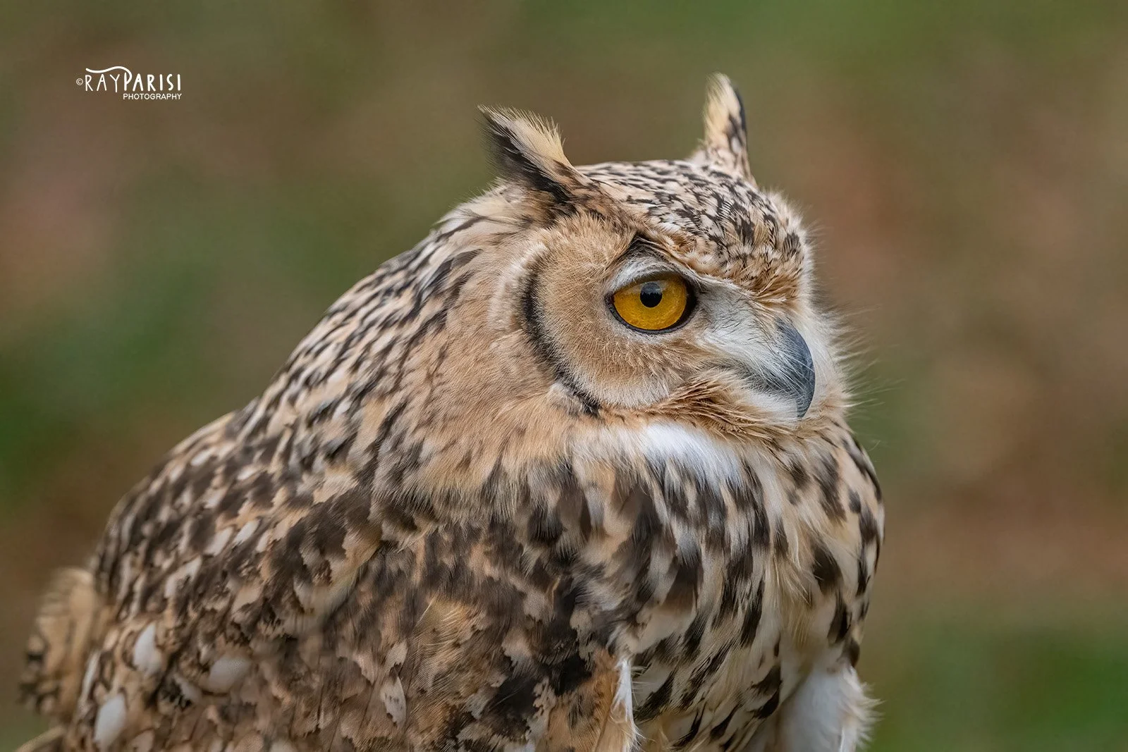 Pharoah Eagle Owl 02a 11-13-22 W.jpg