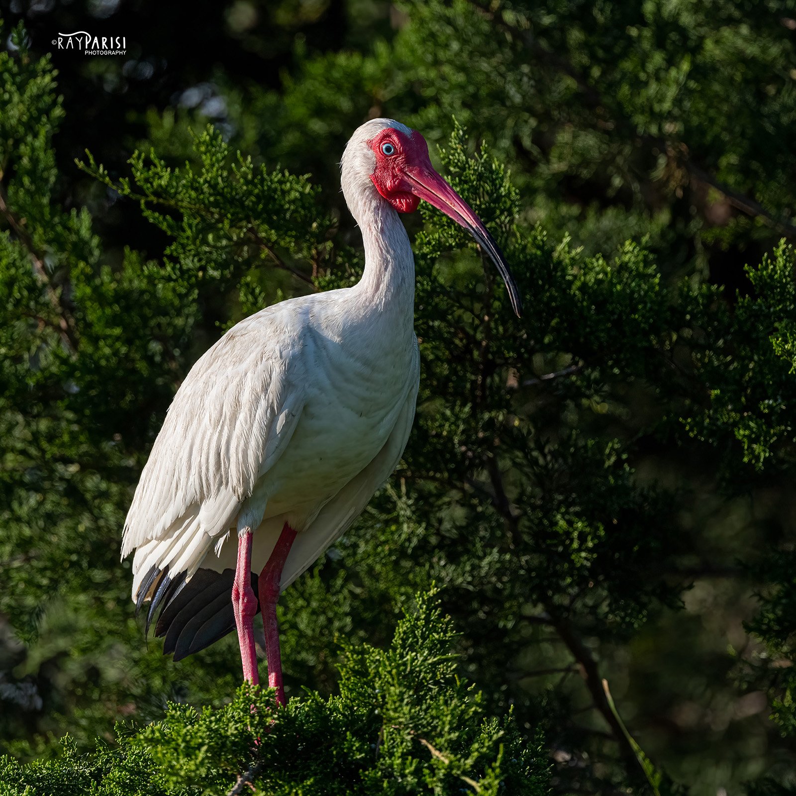 White ibis perched 02 6-7-22 SQ W.jpg