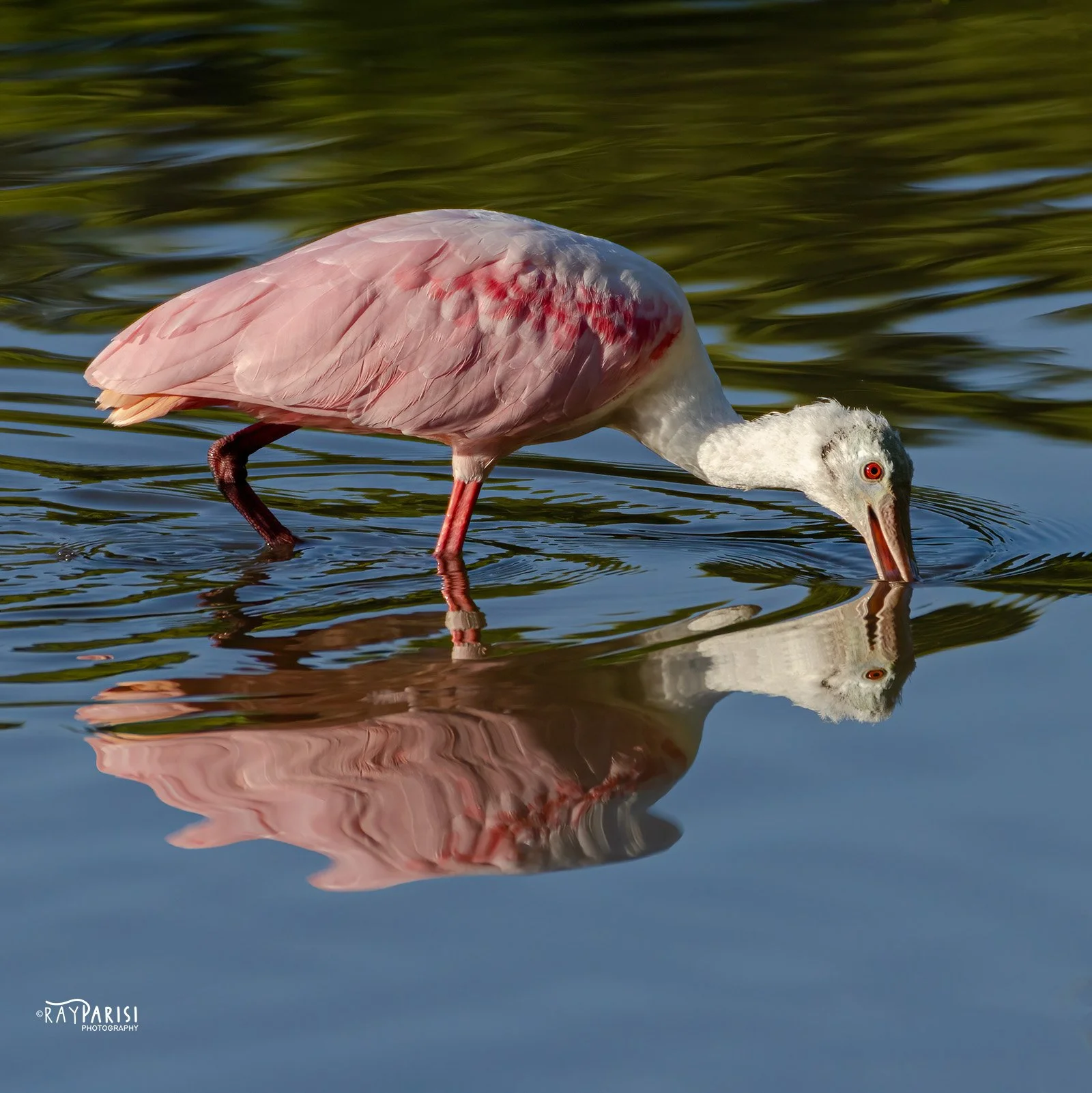 Roseate Spoonbill W.jpg