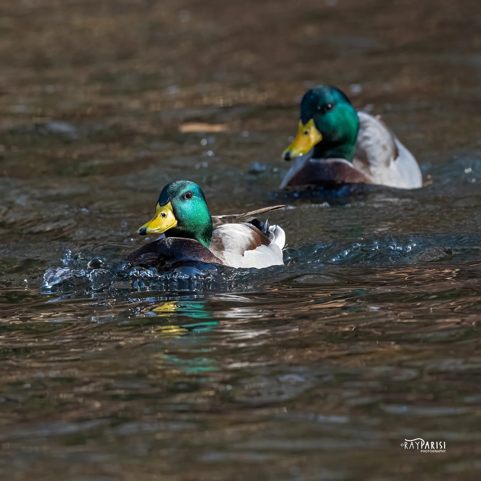 Mallard Drake 05 12-12-21 SQ W.jpg