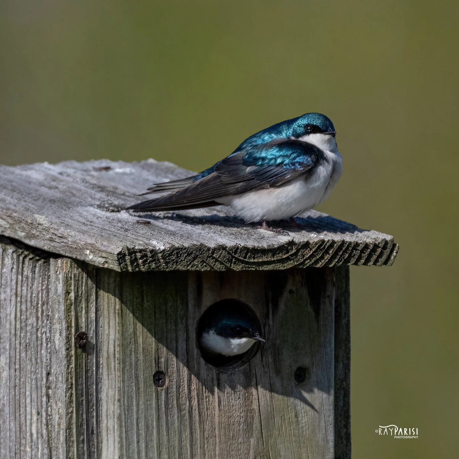 Tree Swallow 01b 4-30-22 SQ W.jpg
