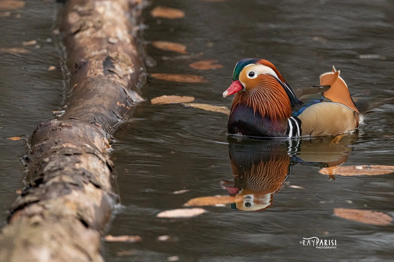 Mandarin by log 02 12-19-21 W.jpg