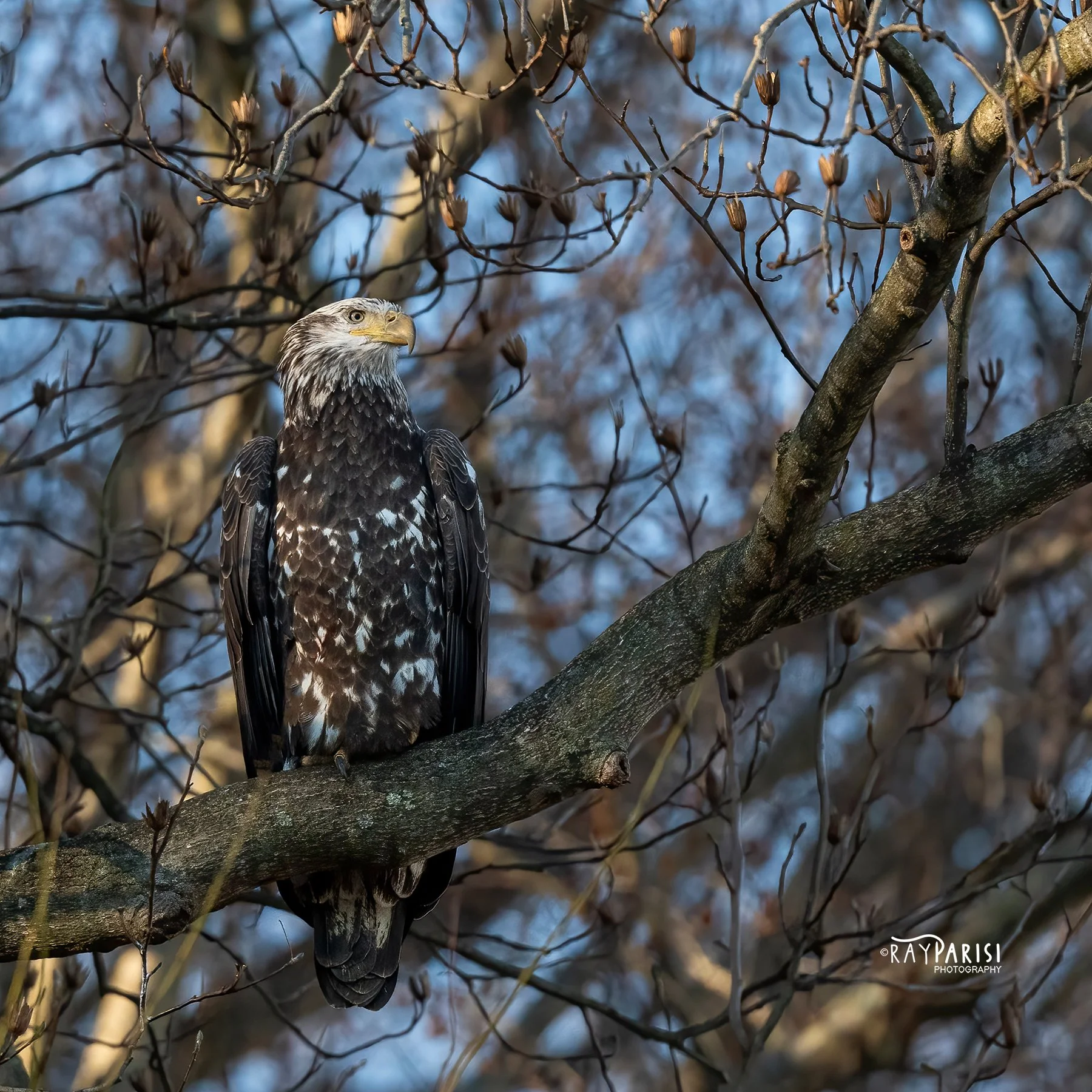 Juvi Perched 06 12-3-21 SQ W.jpg