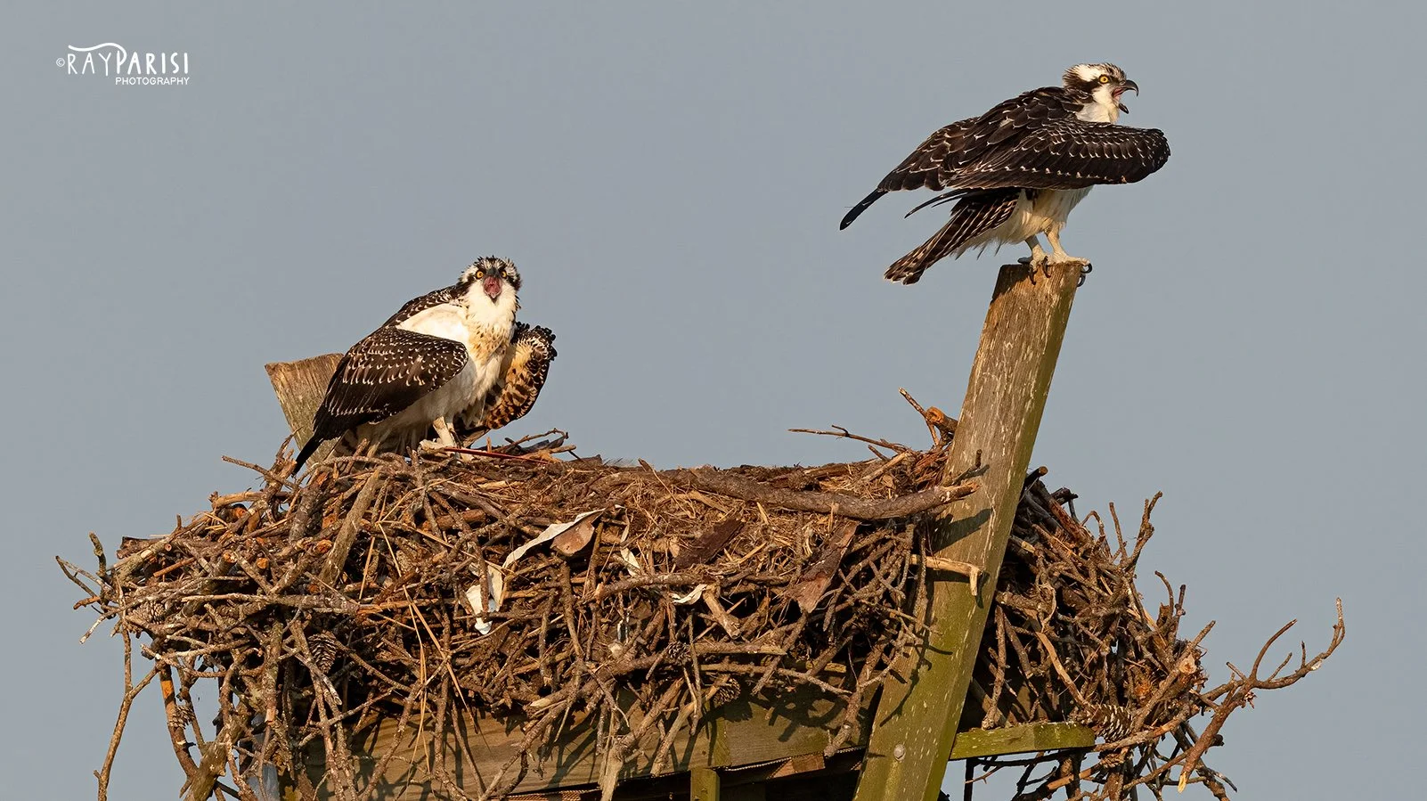 Two Fledglings in nest 02c 8-02-21 WL.jpg