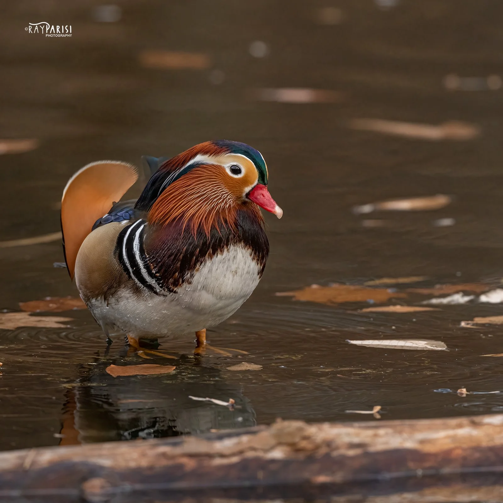 Mandarin by log 03 12-19-21 W.jpg