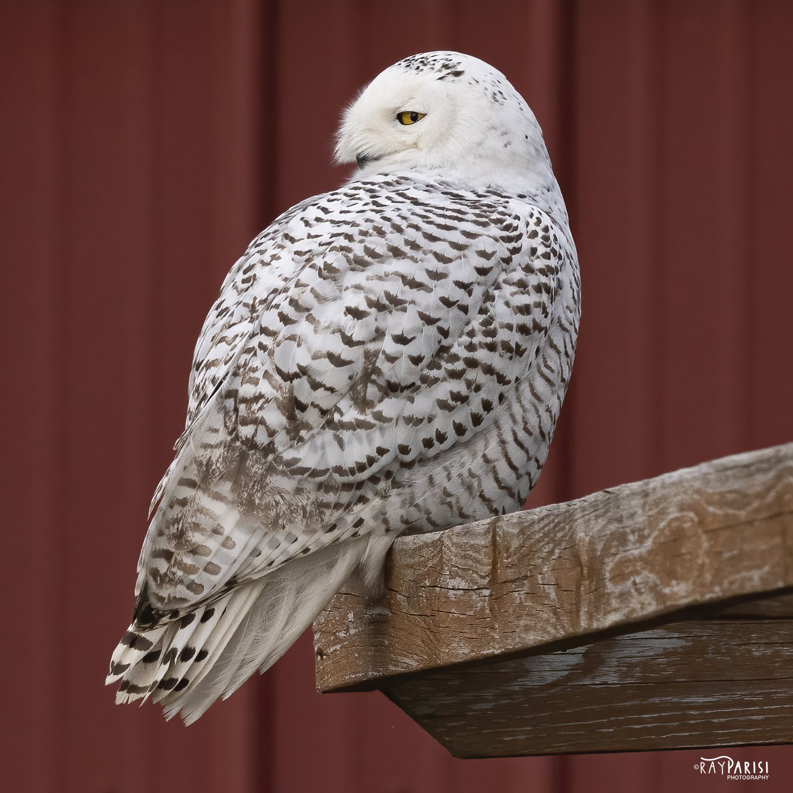 Snowy Owl Red Left 02b 2-12-22 W.jpg