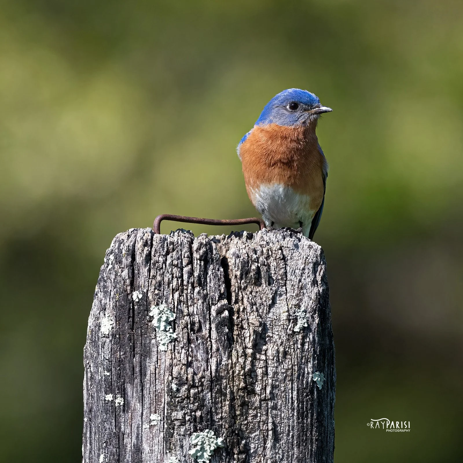Bluebird 02b 4-12-22 SQ W.jpg