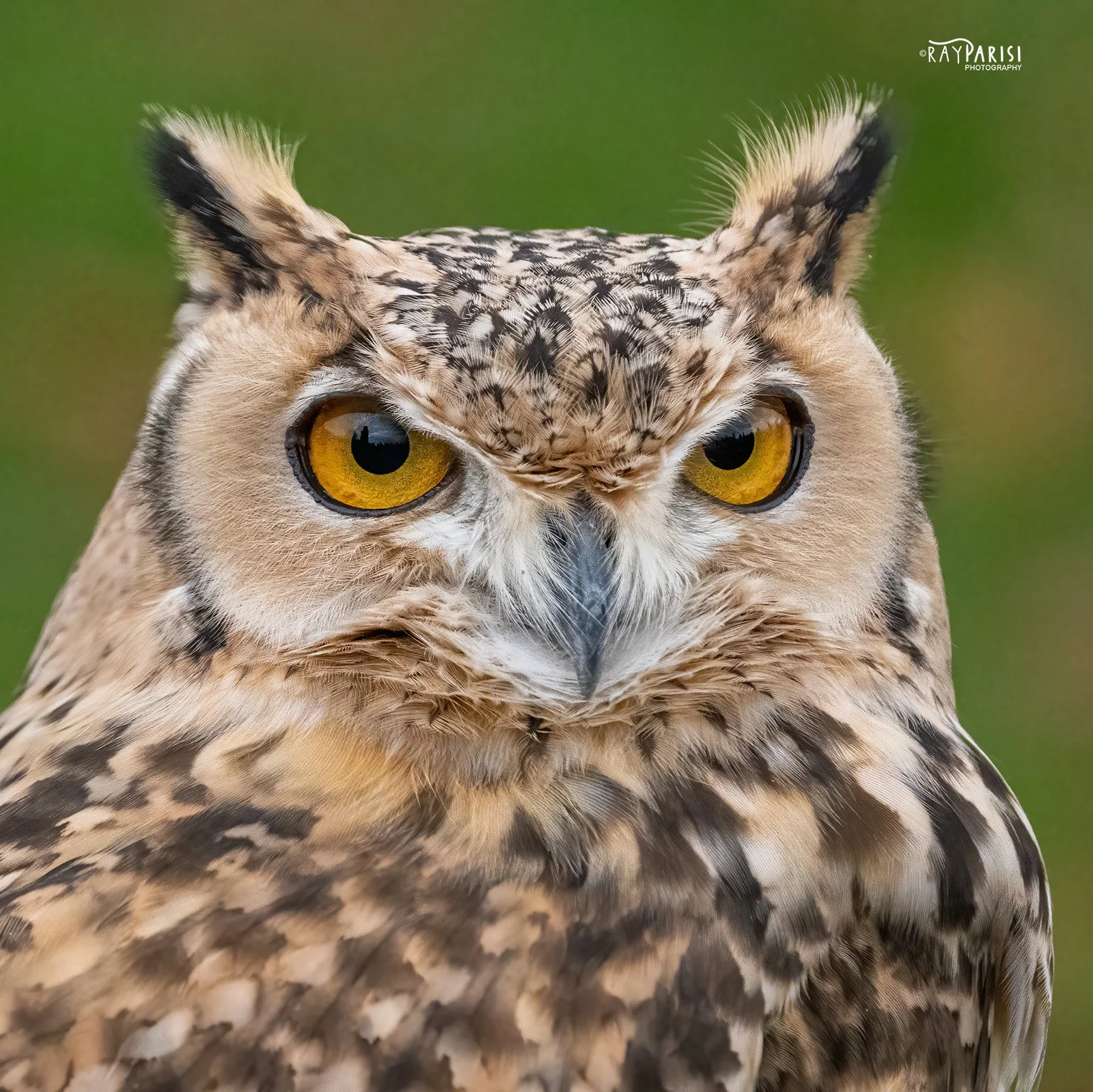 Pharoah Eagle Owl 05b 11-13-22 W.jpg