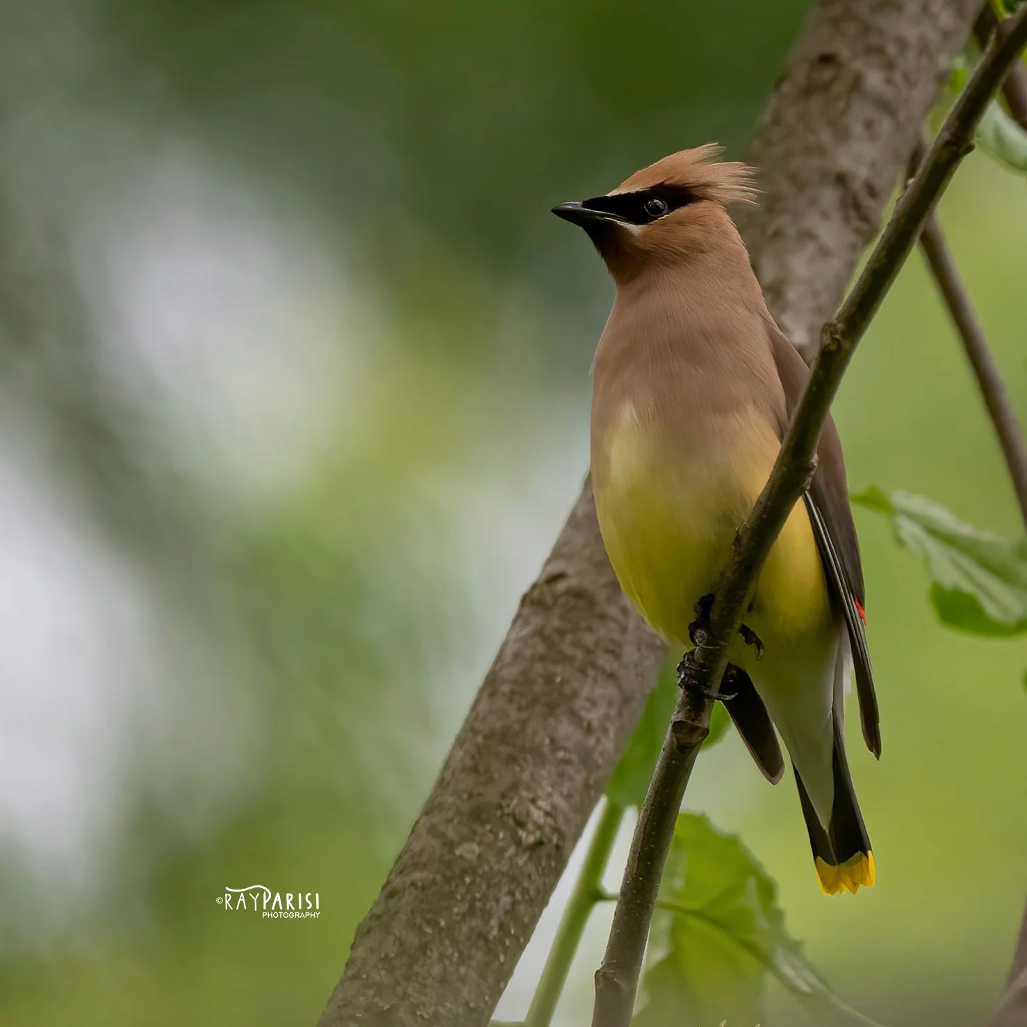Cedar waxwing 01 5-23-22 SQ W.jpg